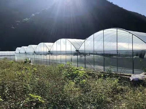 巧家蔬菜大棚廠誠信企業推薦 夢洋溫室大棚生產與稻洋農家的專業服務